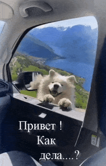 собака-привет.gif